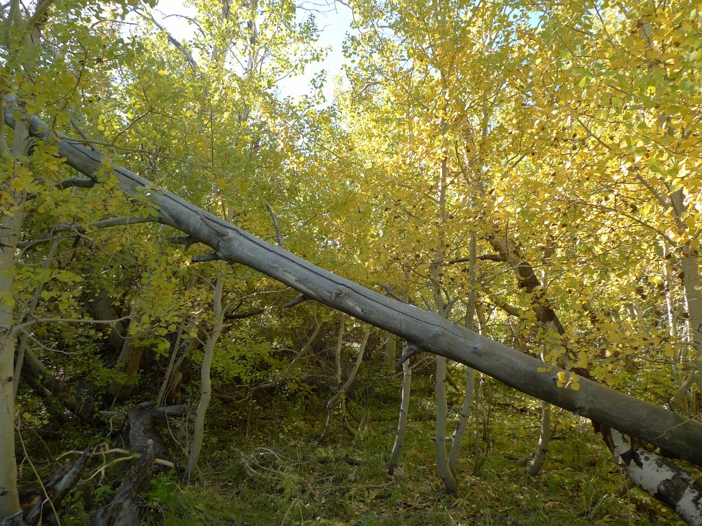 California-Fall2010 588.JPG